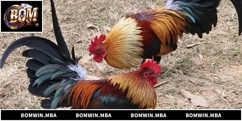 Đá Gà Tre - Luật Chơi, Kinh Nghiệm Và Cách Chọn Kèo Chuẩn Đá gà tre hấp dẫn, kịch tính, phân tích luật chơi và kinh nghiệm chọn kèo